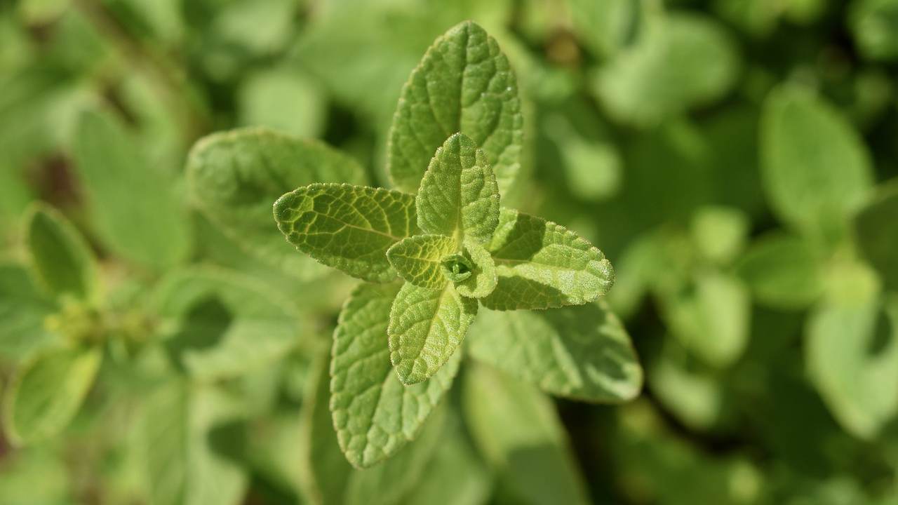 salvia come coltivare