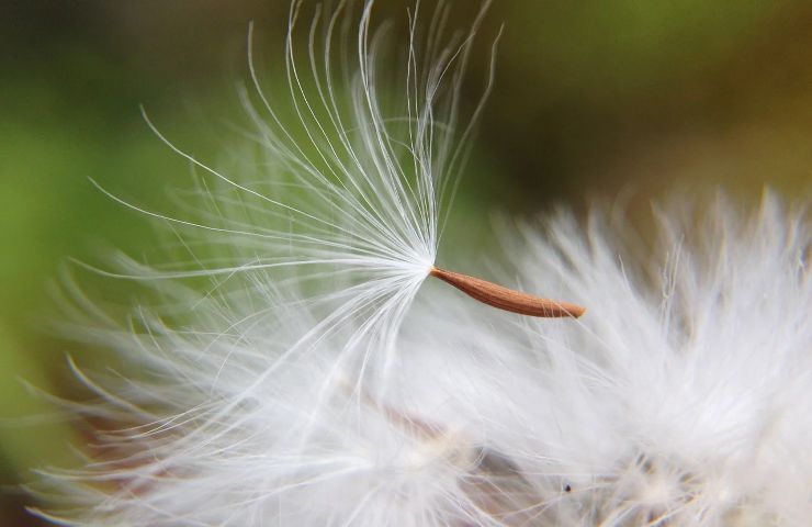 fenomeni allergici dopo adolescenza ricerca