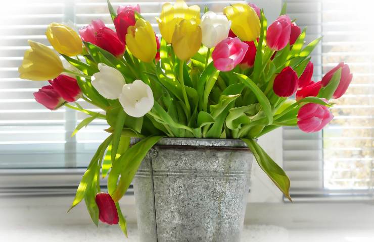 Tulipani coltivare vaso