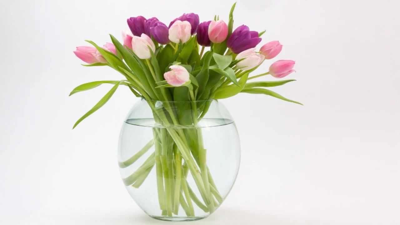 fiori recisi nutrienti naturali tulipani