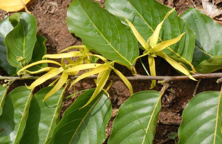 Ylang Ylang albero tropicale prodigioso