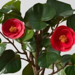 camelia con foglie e fiori aperti
