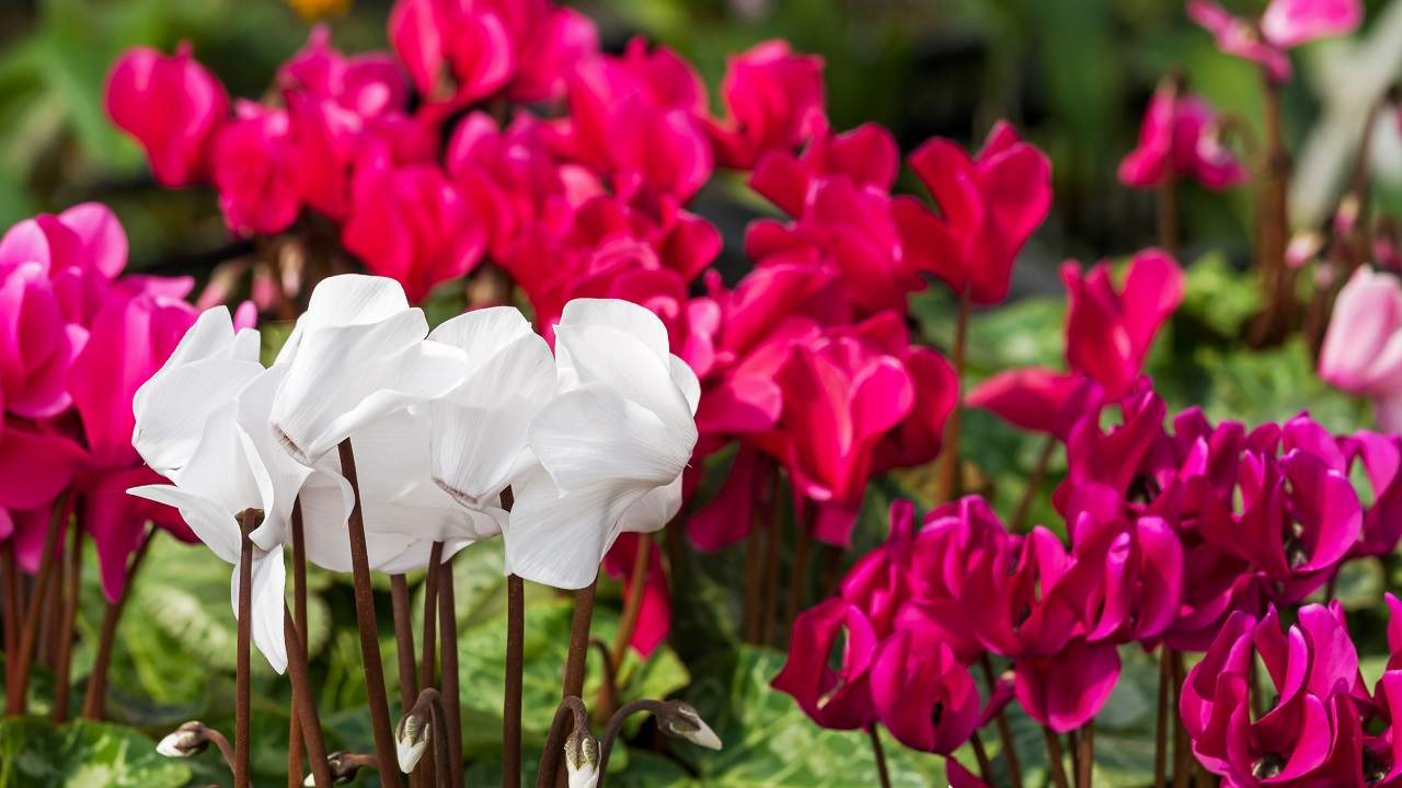 Ciclamini fiori bucati come rimediare