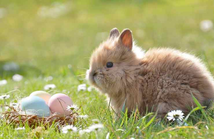 Pasqua con chi vuoi Natale con i tuoi