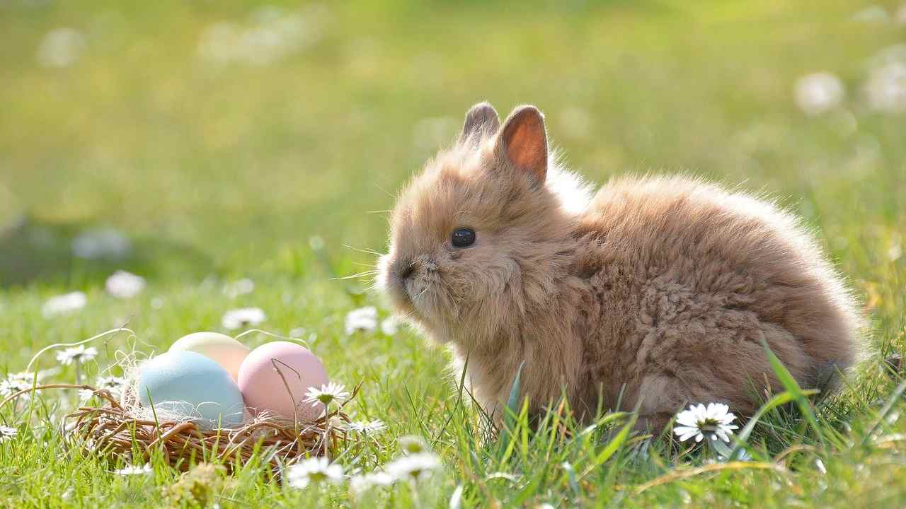 Pasqua con chi vuoi Natale con i tuoi