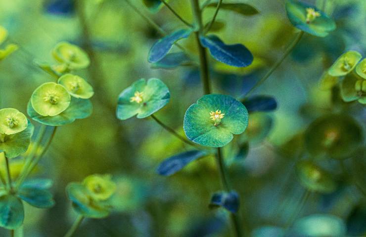 piante crescono rigogliose poca luce