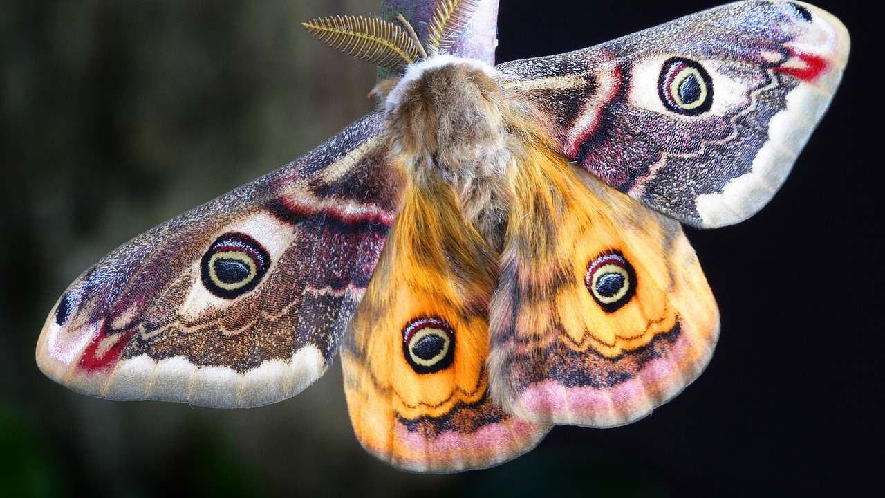 Falena spugnosa specie invasiva