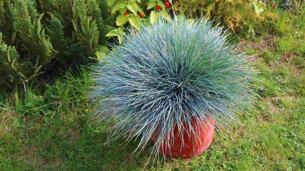 pianta ornamentale festuca giardino