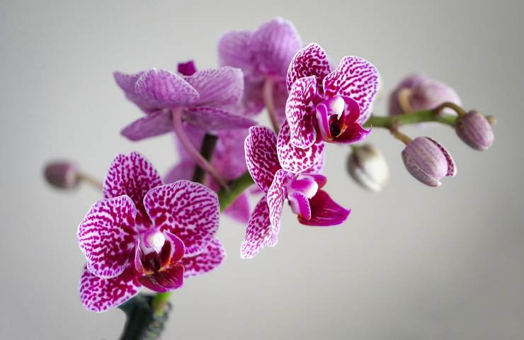 lumen orchidea
