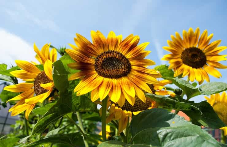 Girasoli (Pixabay)