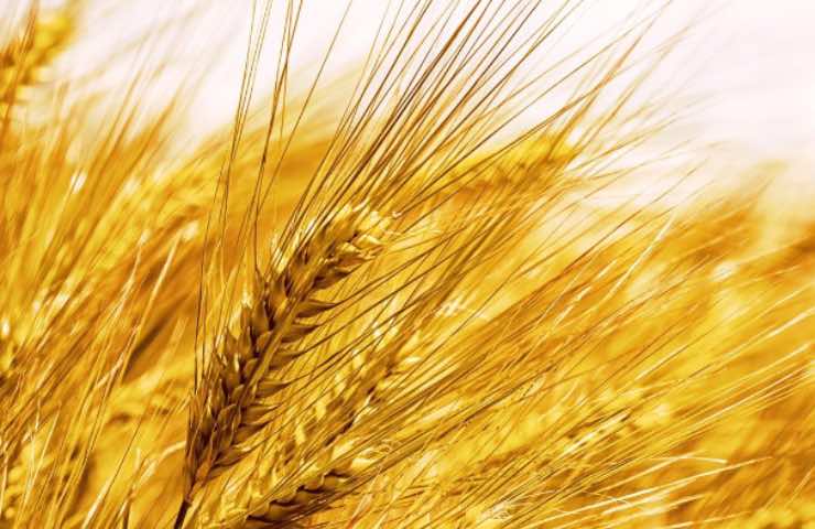 fibra alimentare assimilazione