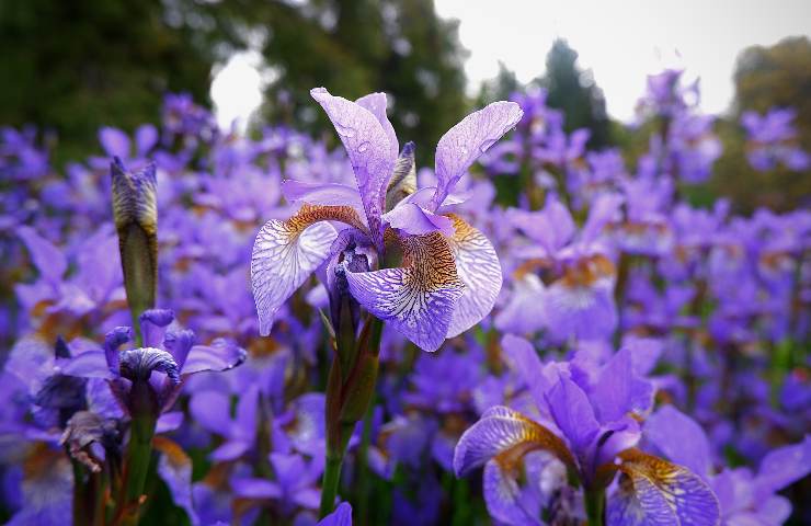 piante belle coltivare all'ombra