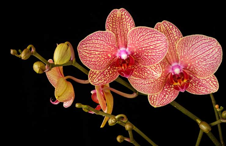 annaffiare orchidee tecnica
