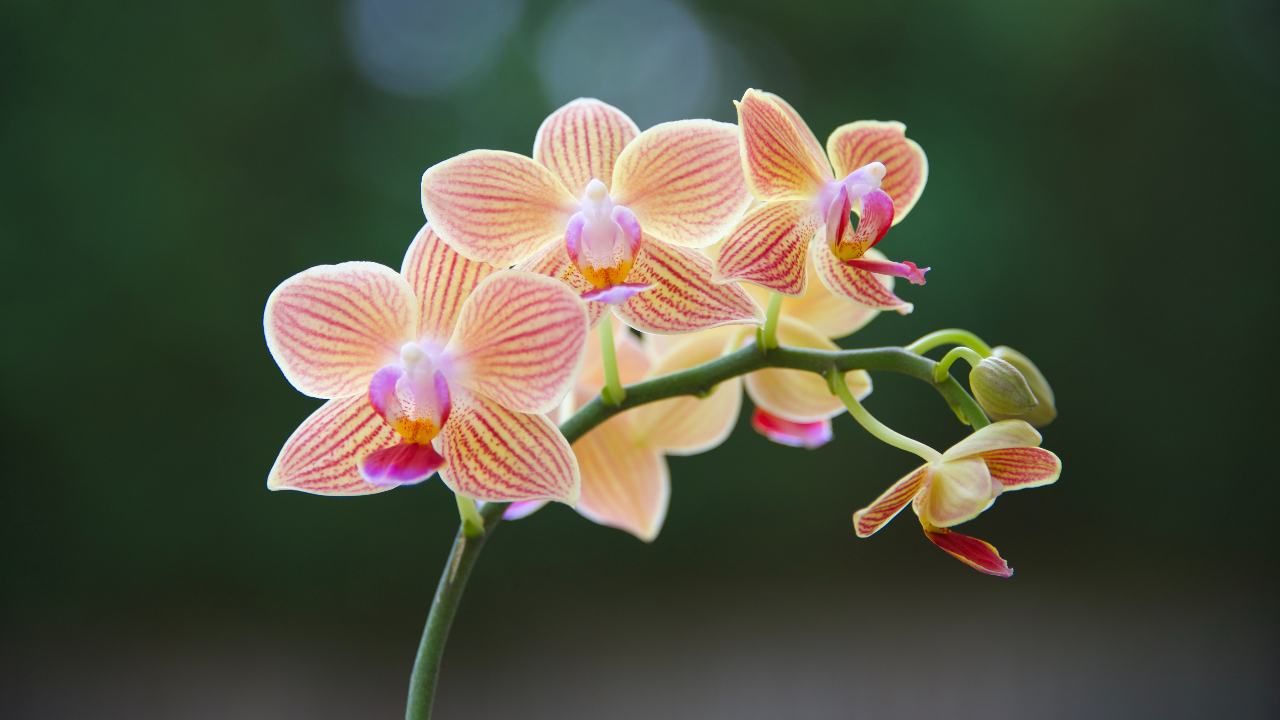 modo corretto annaffiare orchidee