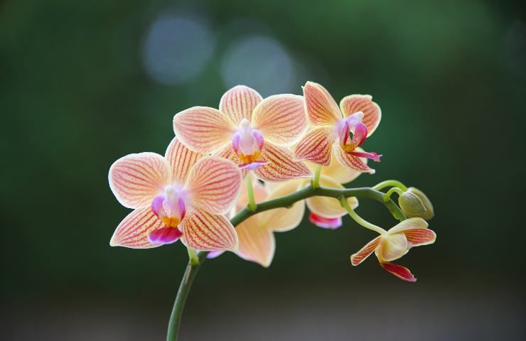 irrigazione orchidea