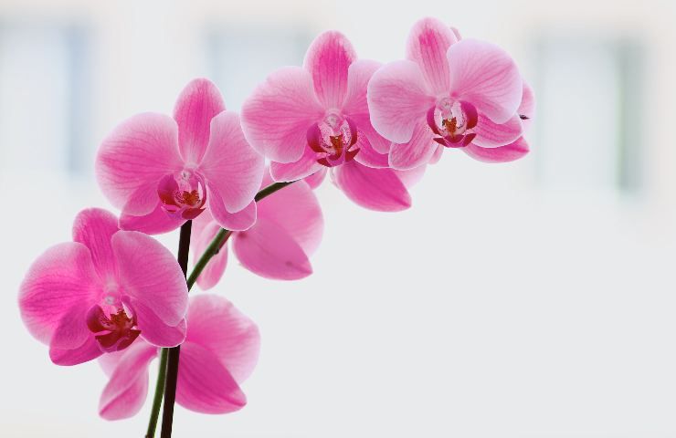 fertilizzanti fatti in casa naturali orchidee