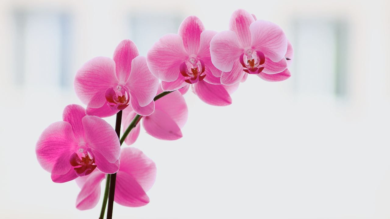 fertilizzanti fai da te naturali orchidee forti