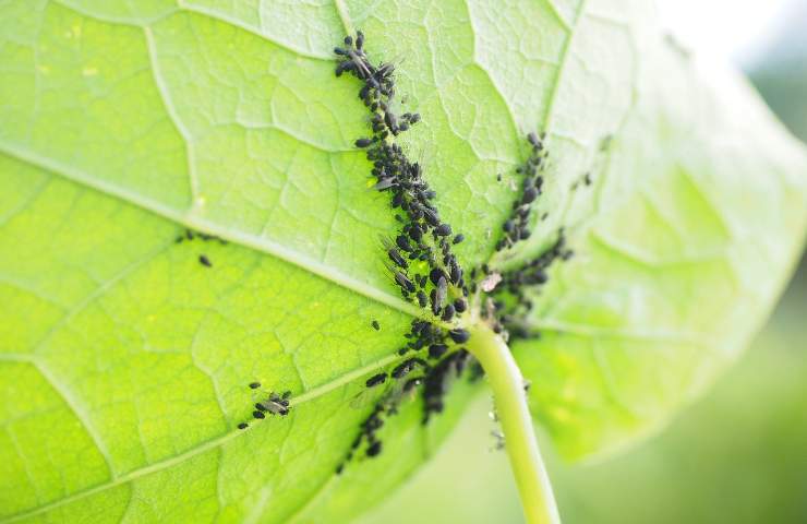 parassiti piante insetticida naturale