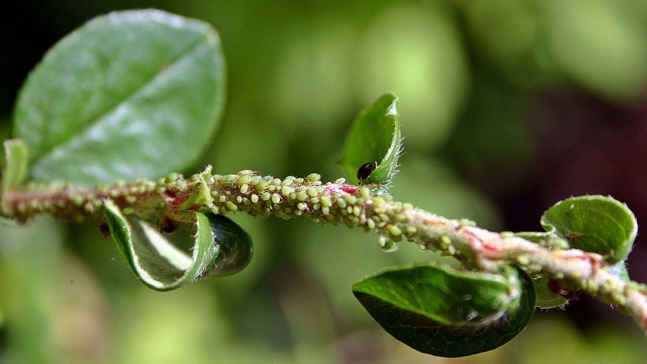 ingrediente naturale parassiti piante