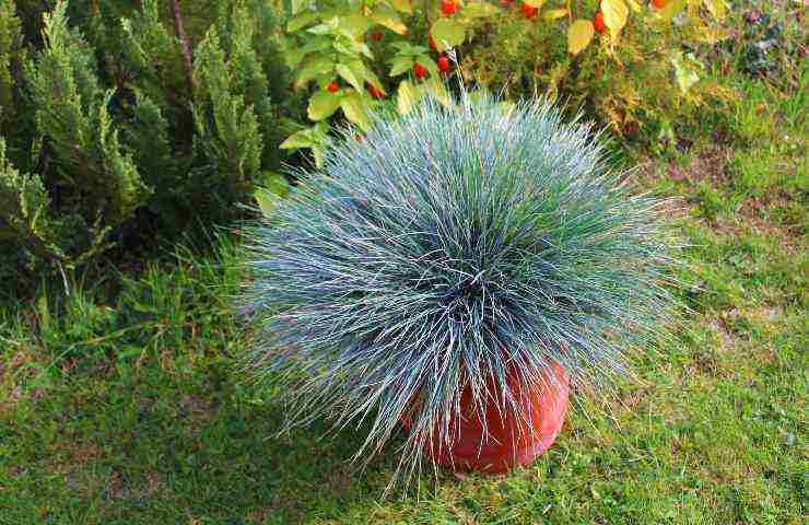 festuca giardino coltivazione