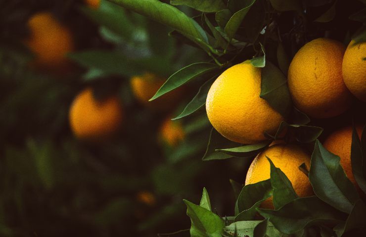 rimedi naturali parassiti foglie limone