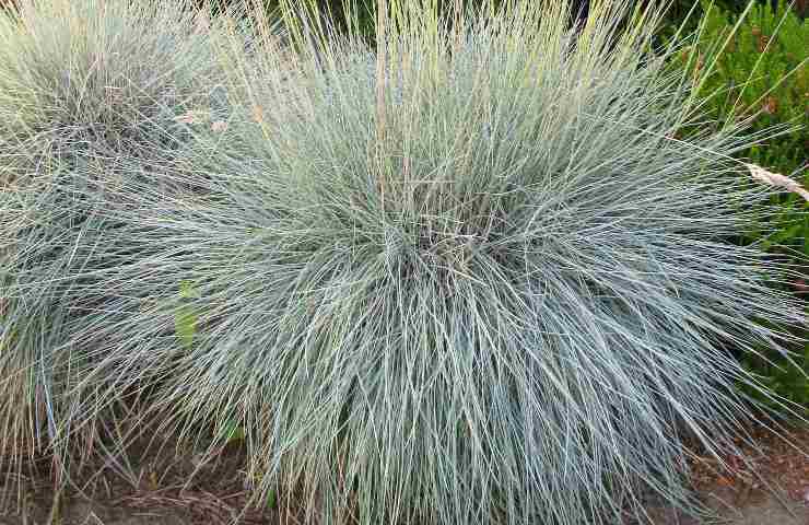 festuca pianta vaso