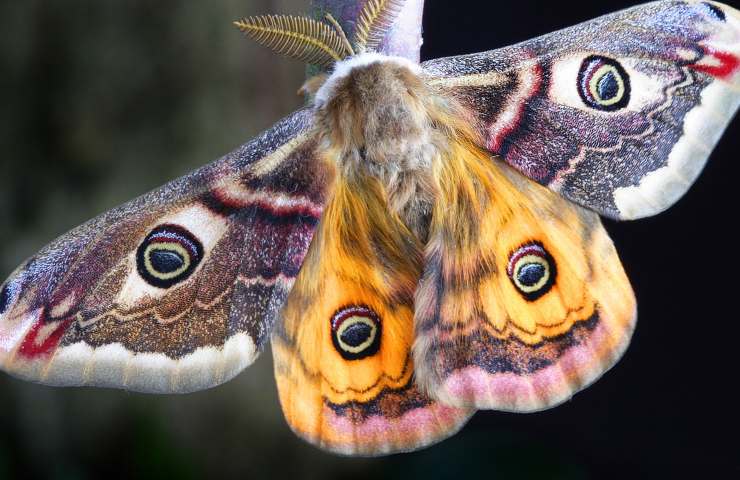 Falena gitana cosa è