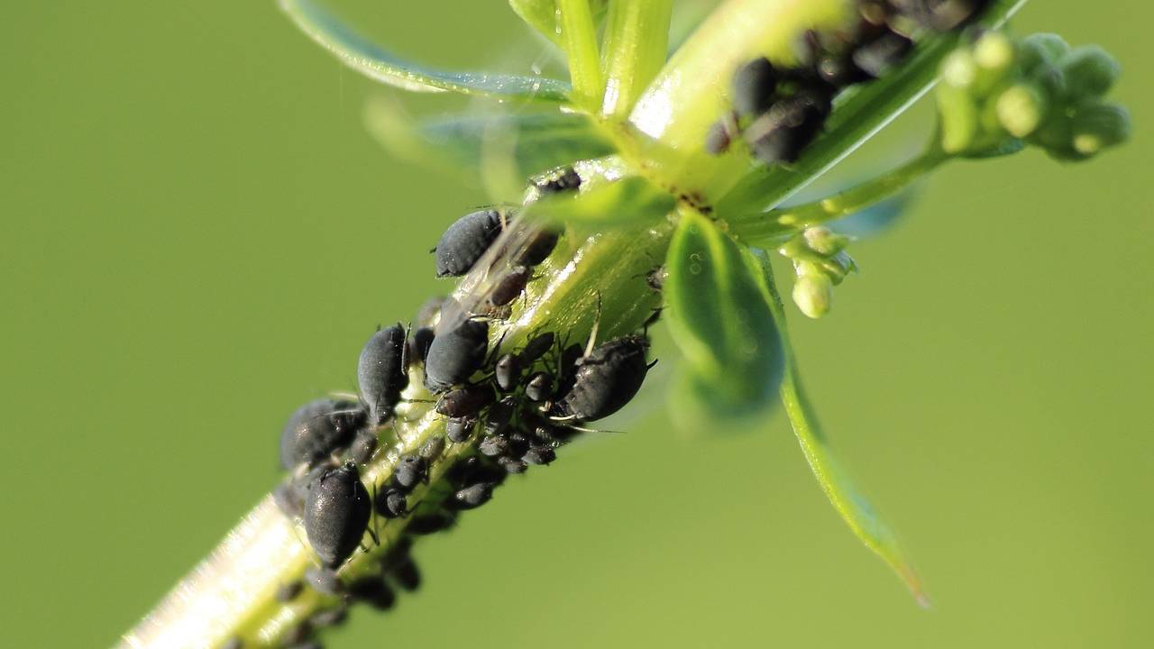 afidi insetti piante olio