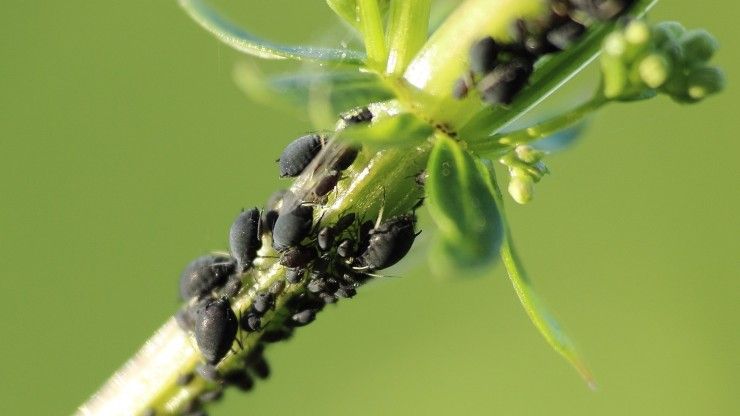 insetti sulle piante