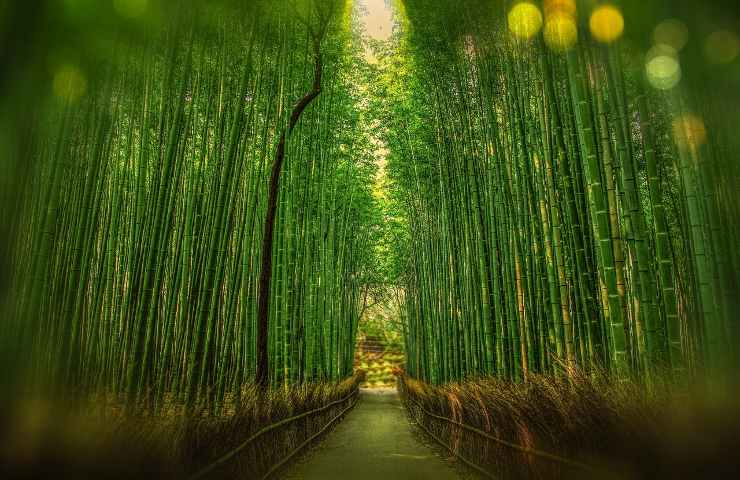 utilizzi del bambù bioedilizia bambuseto