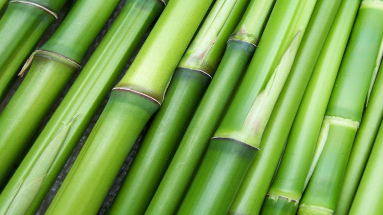 usi del bambù in bioedilizia case