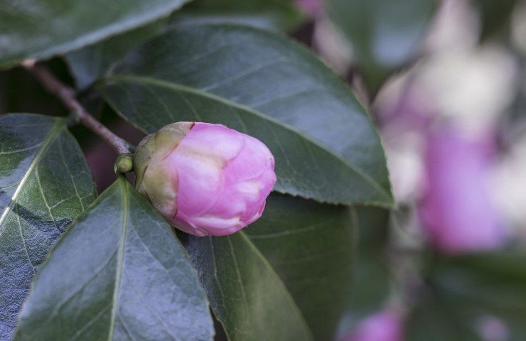 germoglio della camelia appassisce prima fioritura motivi