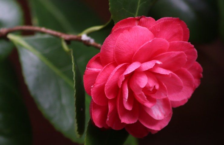 germoglio della camelia appassisce prima fioritura