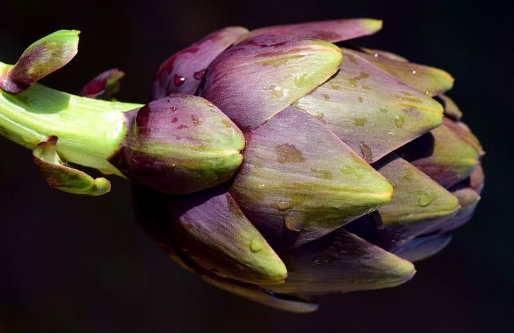 scegliere pulire carciofi consigli