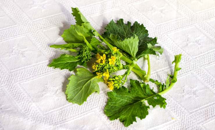 cime di rapa