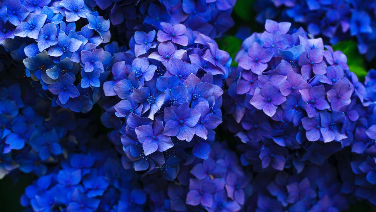 ortensia rigogliosa fiori colorati mosse