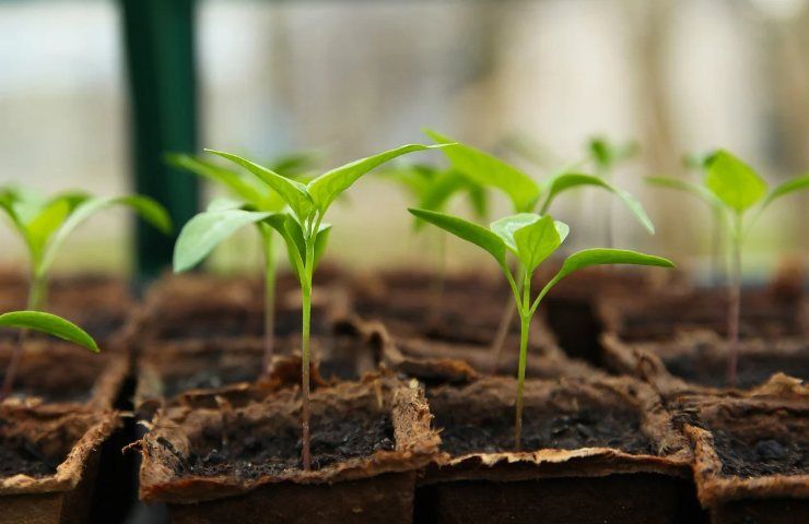 Coltivare peperoncini germogliazione