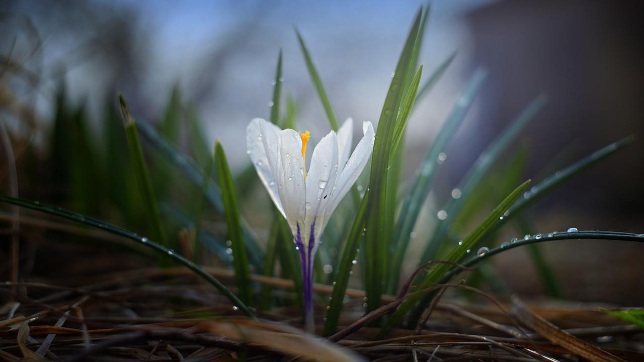 primavera lavori da fare giardino