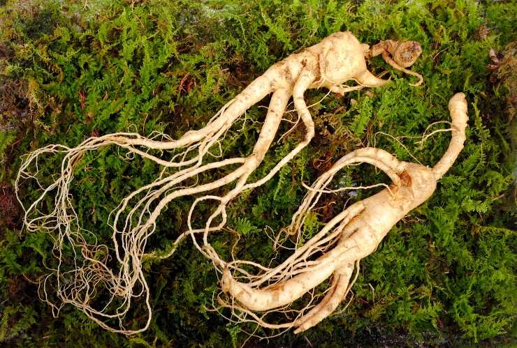 Radici di ginseng