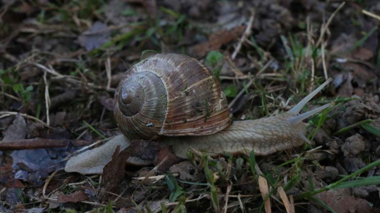 allontanare insetti orto