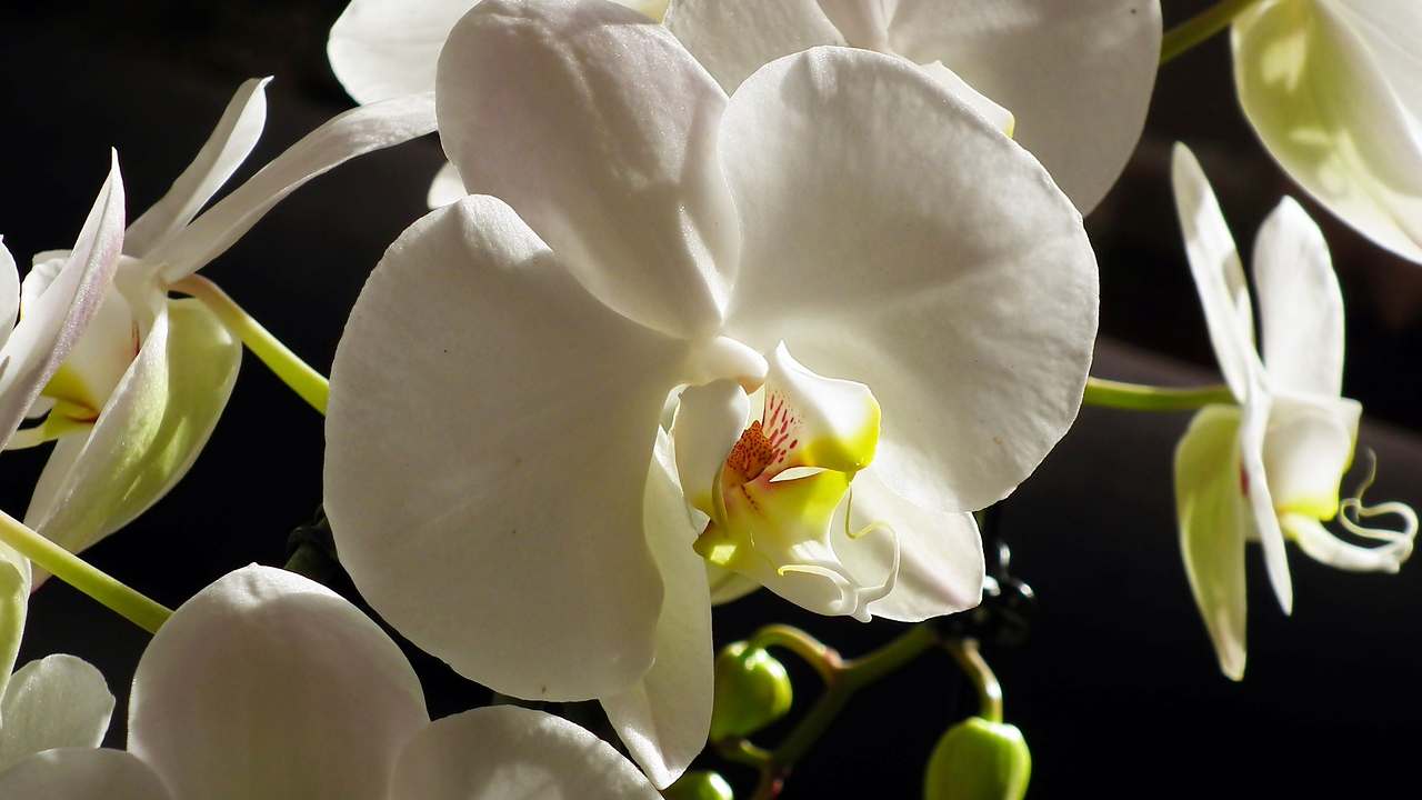 orchidea cubetti ghiaccio
