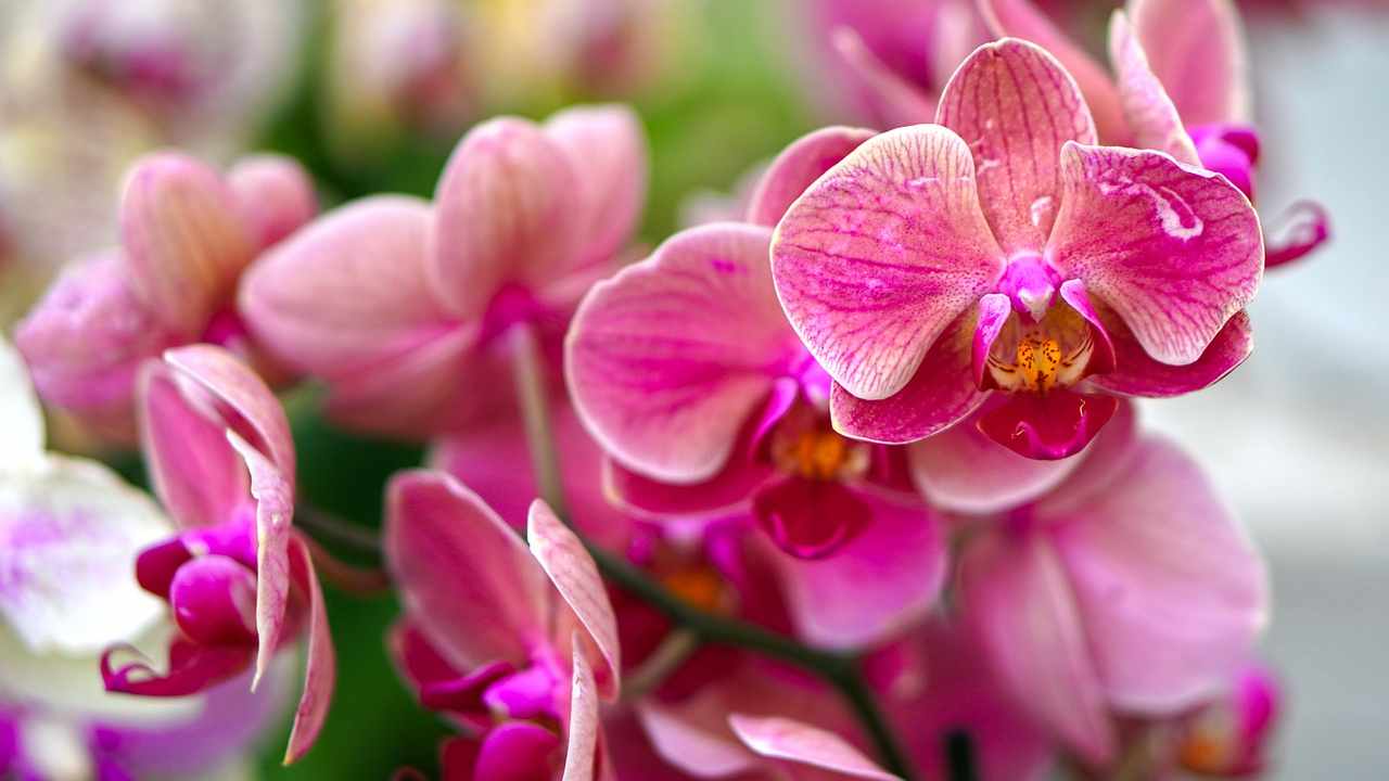 orchidea parassiti