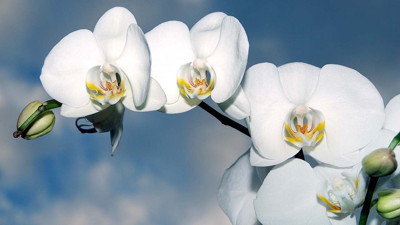 orchidea rami spezzati