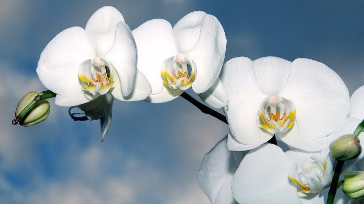 come curare l'orchidea 