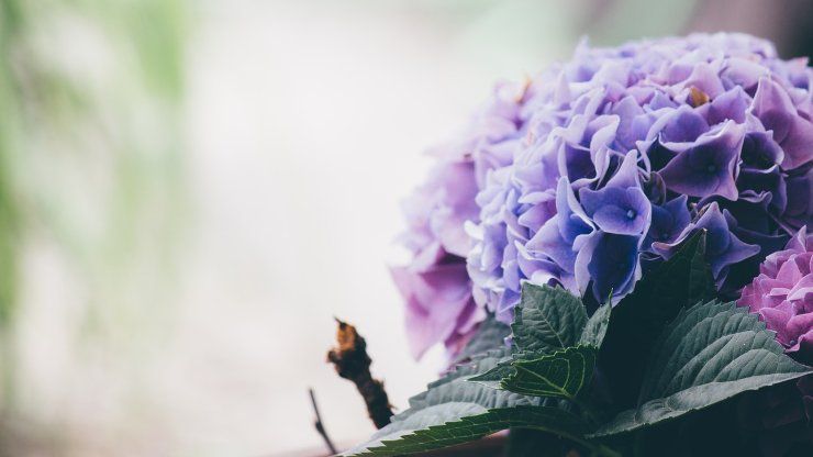 ortensie come coltivarle