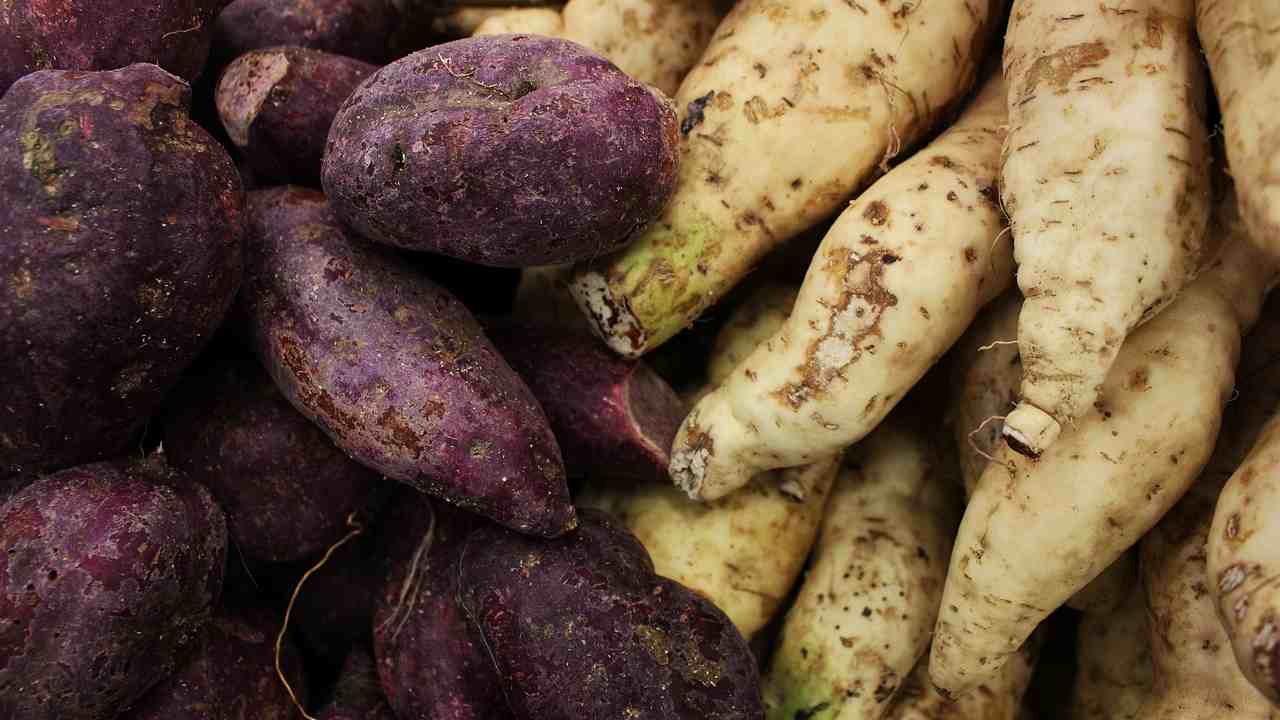 patate viola caratteristiche