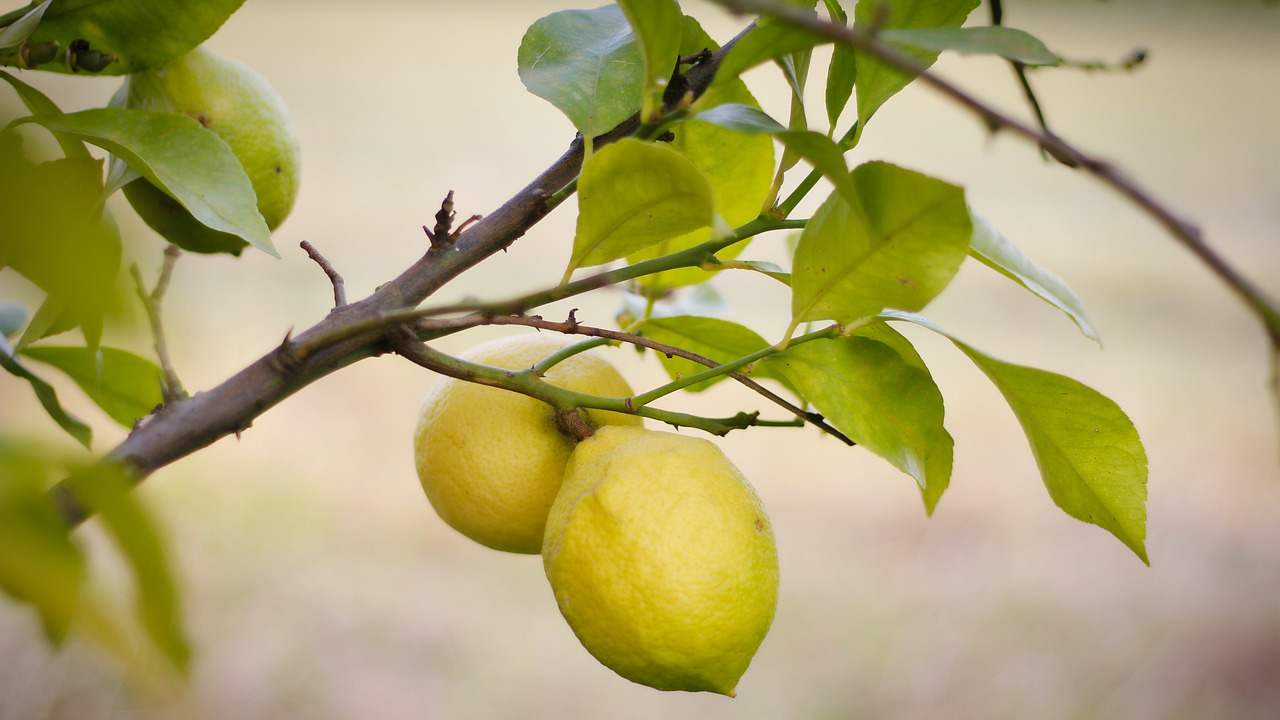 pianta limone rigogliosa primavera