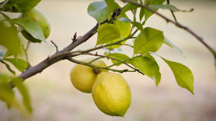 come avere la pianta di limone in salute 