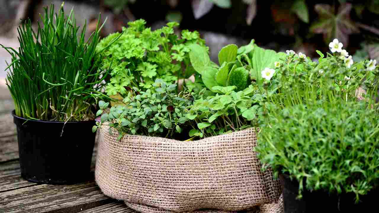 concimi naturali piante scarti cucina