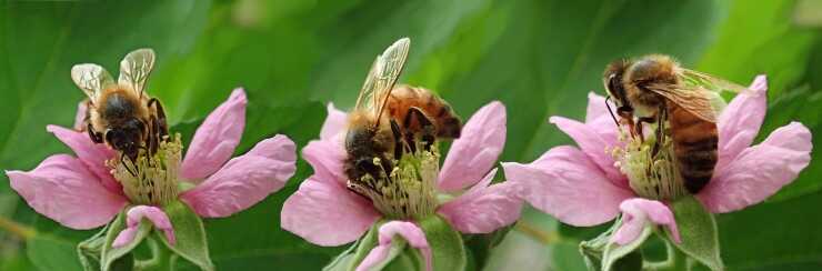 Ape su fiore